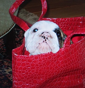Doctor Sandler's dog in a red bag